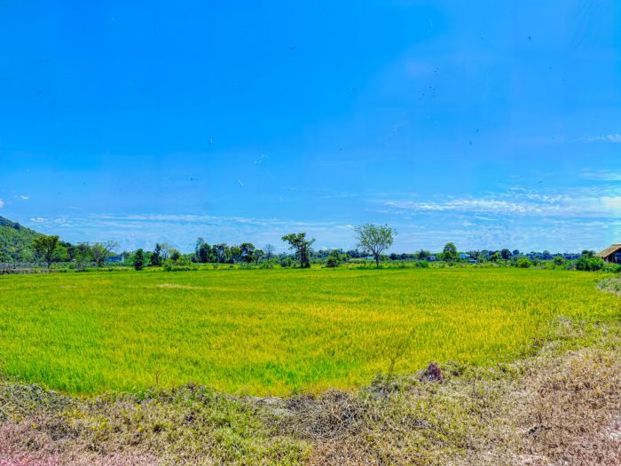Ếch òn – Đặc sản dân dã tạo nên các món ăn có vị ngon khó cưỡng Cảnh cánh đồng lúa ở Thị xã LaGi, khi cơn mưa đầu mùa rơi xuống là thời điểm bắt đầu vào mùa Ếch òn. Loại Ếch òn quê thường xuất hiện ở đây.