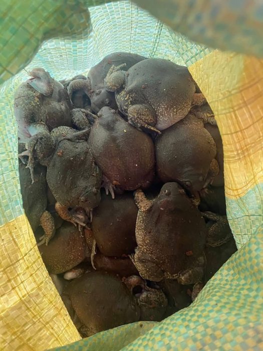 Ếch òn – Đặc sản dân dã tạo nên các món ăn có vị ngon khó cưỡng Sống ở các khe suối, chân núi có đá và nước trong Thân nhỏ, da màu đậm hơn, bóng. Sống hoang dã, ít tiếp xúc con người nên thịt săn chắc, thơm.Thịt dai ngọt, chắc, thơm kiểu tự nhiên. Thường dùng để làm Món nướng mọi, chiên giòn – để giữ nguyên độ dai đặc trưng.
