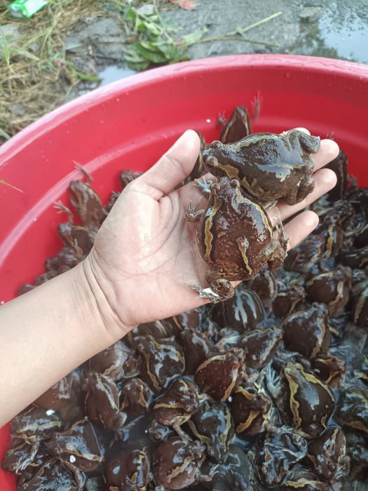 Ếch òn – Đặc sản dân dã tạo nên các món ăn có vị ngon khó cưỡng Sống ở ruộng lúa, mương nước vùng nông thôn. Bụng to, thân mềm hơn, da nhạt màu hơn ếch đá. Thường được bắt bằng soi đèn vào ban đêm, dễ kiếm hơn. Thịt mềm, thơm, béo nhẹ, rất hợp để nấu cháo, xào sả ớt.