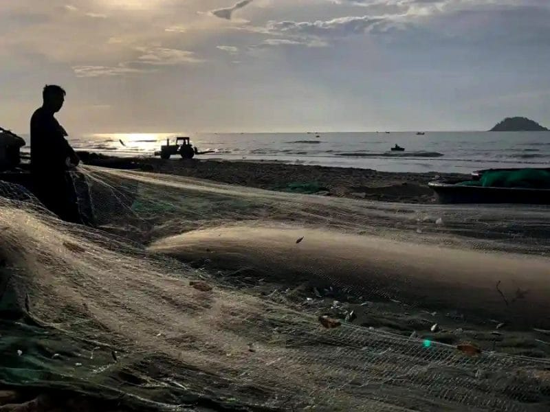 Gỏi cá mai – Món đặc sản nên thử khi ghé nhà hàng Lagi Ngư dân làng chài giăng lưới để bắt hải sản ở gần bờ